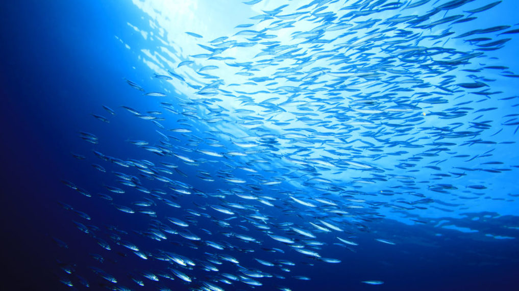 Valorizzazione della Blue Economy: la nuova legge varata dal Governo per valorizzare la risorsa mare – Newsletter Assagenti